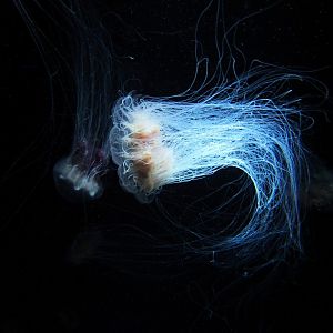 Lion's mane sea jelly