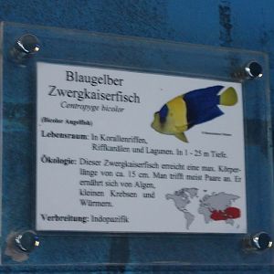 Sign Bicolor angelfish - Centropyge bicolor