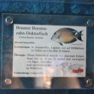 Sign Ctenochaetus striatus