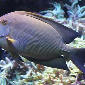 Ctenochaetus striatus