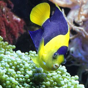 Bicolor Angelfish - Centropyge bicolor