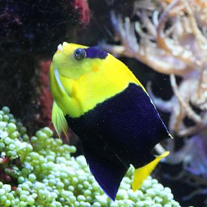 Bicolor angelfish - Centropyge bicolor