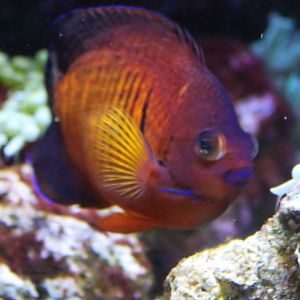 Two-spined angelfish - Centropyge bispinosa