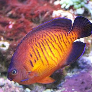 Two-spined angelfish - Centropyge bispinosa