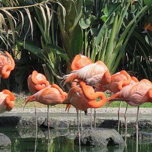 Caribbean flamingo