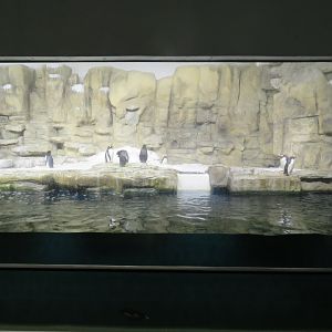 Penguin Exhibit