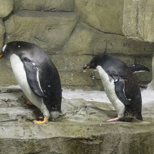 Penguins