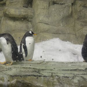 Penguins