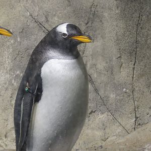 Penguins
