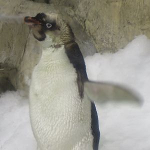 Penguin