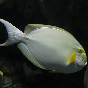 Surgeonfish