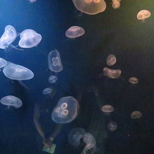 Moon jellyfish