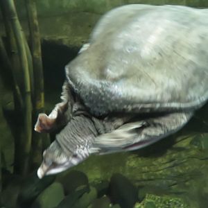 Soft shelled turtle