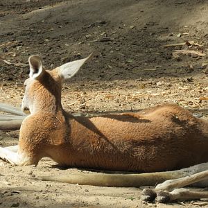 Red Kangaroo