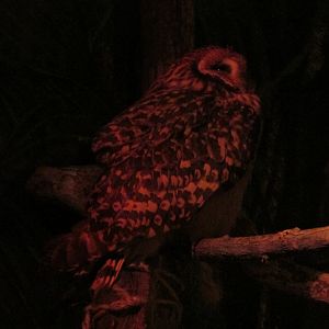 short eared owl Buin zoo