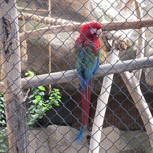 green winged macaw Buin zoo