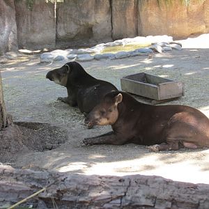 south american tapir Buin zoo
