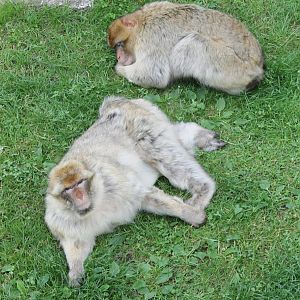 Barbary macaques