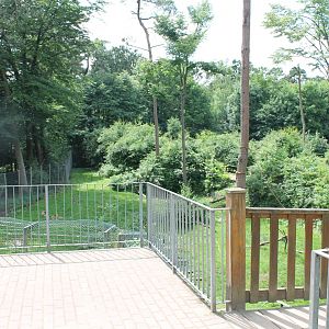 Barbary macaque walk-through