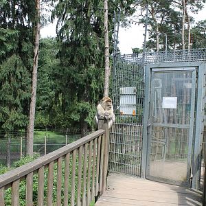 Guard-monkey at the Walk-through-enclosure