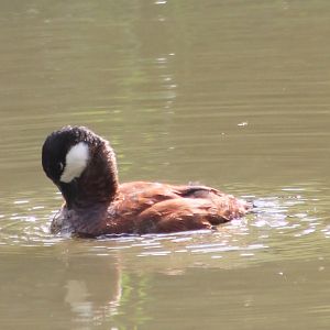 Ruddy duck