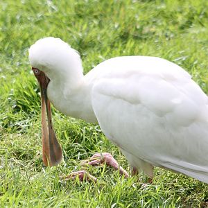 African spoonbill