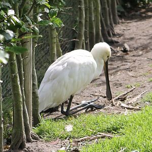 European spoonbill