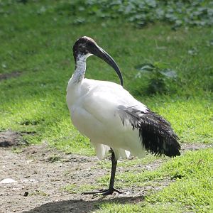 Sacred ibis