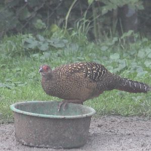 Female Swinhoe's pheasant