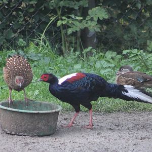 Swinhoe's pheasants
