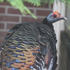 Ocellated turkey