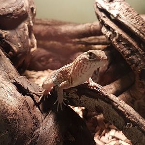 Chalarodon madagascariensis