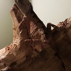 Acanthosaura lepidogaster