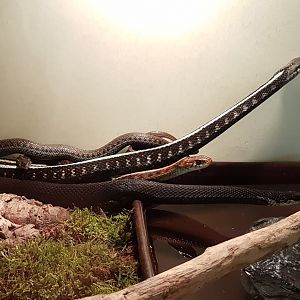 Thamnophis ID's