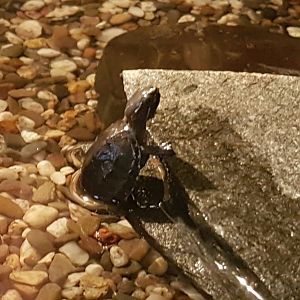 Sternotherus odoratus