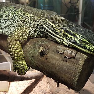 Varanus panoptes