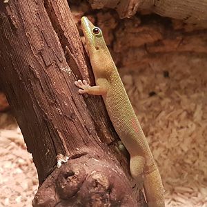 Phelsuma lineata