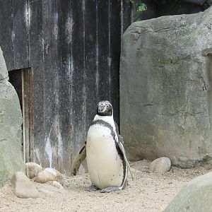 Humboldt Penguin