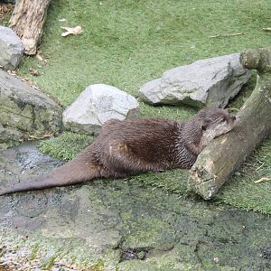 Asian small-clawed otter