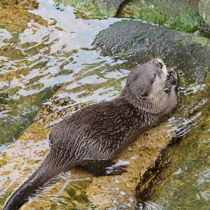 Asian small-clawed otter