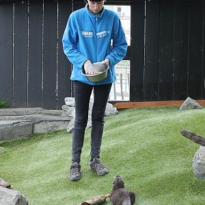 Otter-feeding