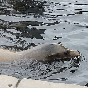 Californian sea-lion