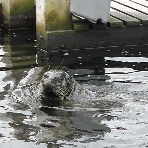 Harbour seal