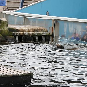 Californian sea-lion