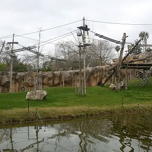 Gorilla habitat - Feb 2017