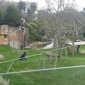 Gorilla habitat , view from balcony