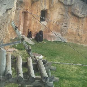 Mother and baby gorilla