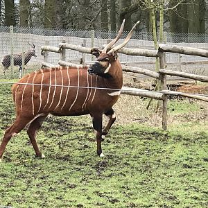 ZSL Whipsnade Zoo - 19/2/17