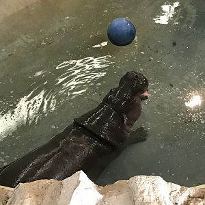 ZSL Whipsnade Zoo - 19/2/17