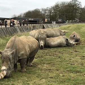 ZSL Whipsnade Zoo - 19/2/17
